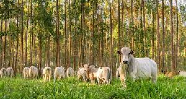 Bem-estar animal eleva produção de carne e leite e gera renda