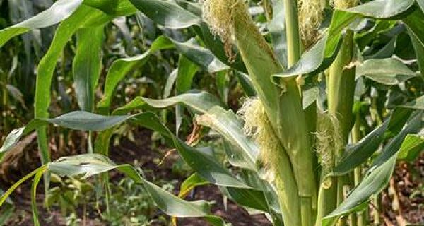 Plantio da safra verão 2022/23 de milho atinge 85,9% no Brasil
