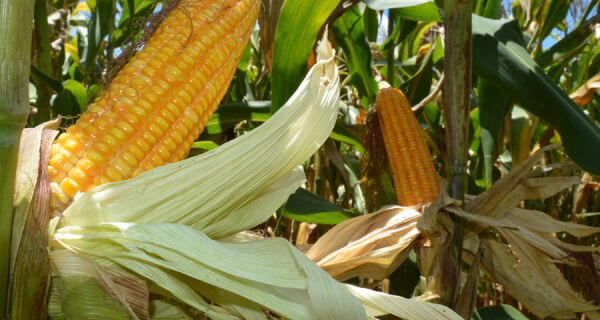 Bioinsumo pode reduzir em 25% o nitrogênio usado na adubação de cobertura do milho