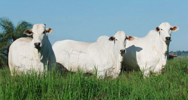 Trimestrais da pecuária: abate de bovinos, suínos e frangos cresce no 3&ordm; trimestre 