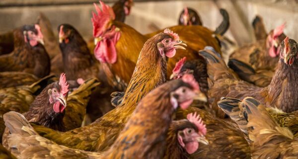 Brasil reforça medidas de prevenção da influenza aviária