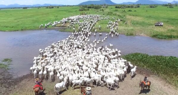 Carne do Pantanal terá selo de sustentável para conquistar clientes internacionais