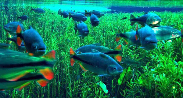 Semadesc e Prefeitura de Bonito definem ações em defesa do meio ambiente e turismo