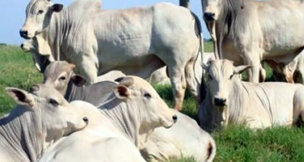 Pressão de baixa perdura, mas com menos força que a observada nos últimos dias