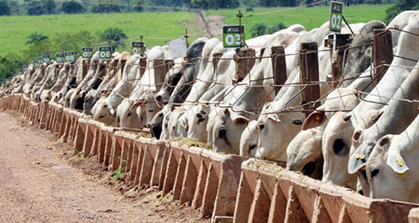Confina Brasil 2022 mapeia mais de 3,9 milhões de bovinos em sistemas intensivos