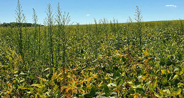 Estudo nacional mostra panorama da resistência de plantas daninhas a herbicidas