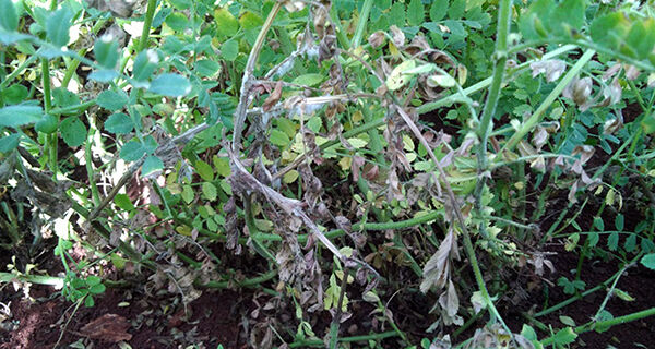 Murcha-de-esclerócio em plantas de grão-de-bico em Mato Grosso do Sul