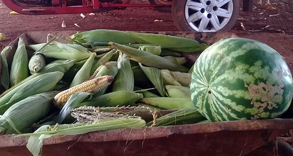 Índios de aldeia em Miranda colhem alimentos plantados com incentivo do Governo