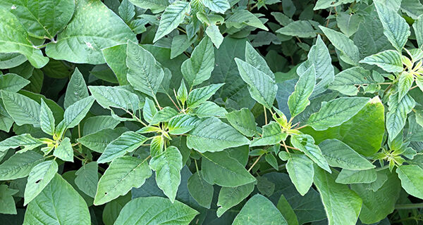 Evento online apresentará detalhes de nova planta daninha presente em MS