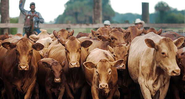 Rebanho de vacas de corte dos EUA é o menor desde 1962, aponta USDA