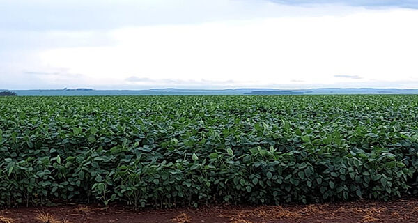 Monitoramento por satélite confirma produtividade recorde da soja em MS