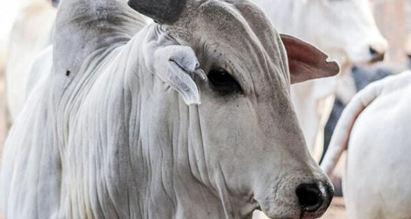 Governo investiga o que pode ser caso atípico de doença da vaca louca