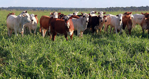 Conheça diferentes estratégias para integrar lavoura e pecuária