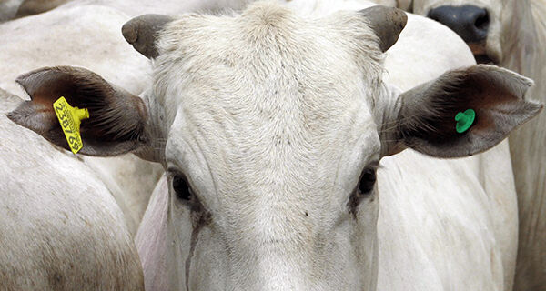 Especialistas debatem importância da rastreabilidade bovina