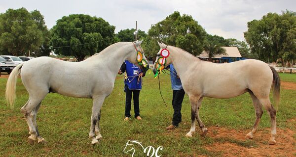 Cavalo pantaneiro participa de provas na Expogrande e 35 lotes da raça serão leiloados