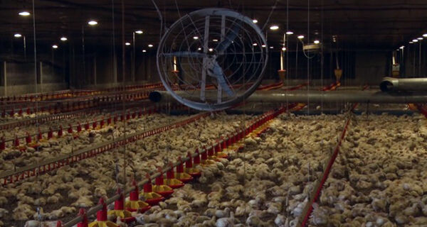 Como manter a qualidade do ar para as aves dentro da granja?