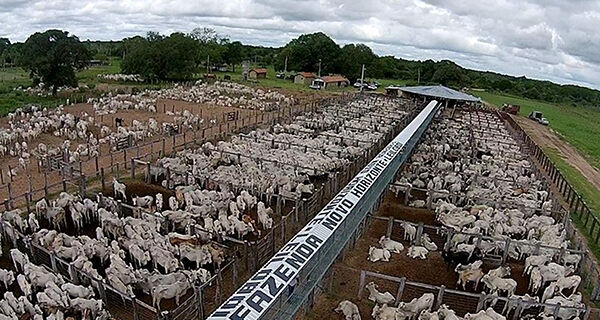 Leiloboi Fazenda Novo Horizonte' fatura R$ 6,5 milhões