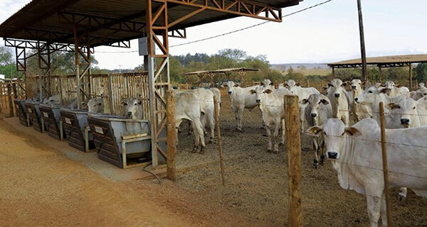 Instituto de Zootecnia moderniza infraestrutura de Centro de Pesquisa em Sertãozinho