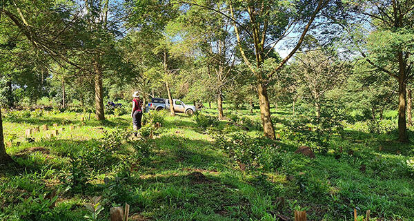 Novo sistema de cultivo de erva-mate pode aumentar a produtividade em até 160%