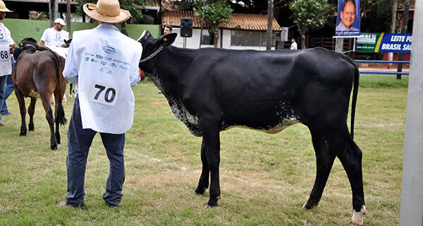 Mais de 180 animais gir leiteiro e girolando participam de provas na Expogrande