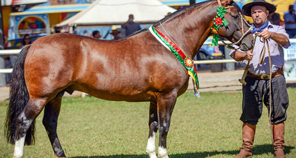 83ª Expogrande terá participação das raças de cavalo pantaneiro, crioulo e árabe