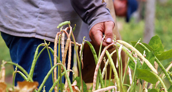 Novas cultivares de feijão-de-corda apresentam qualidade de grão superior às atuais