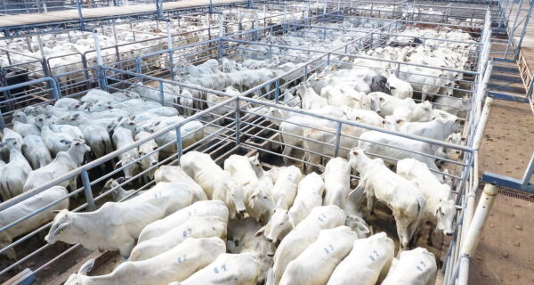 Novos ajustes negativos no preço da arroba, com destaque para vaca gorda