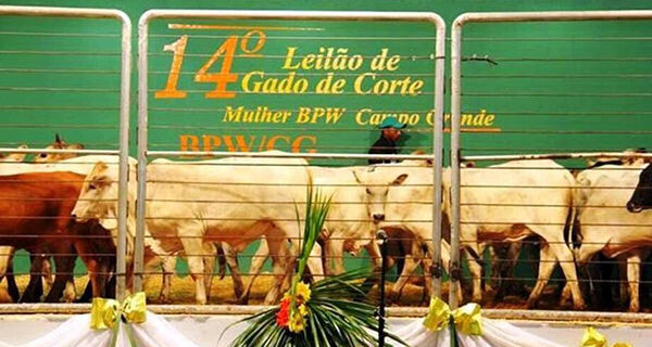 Leilão de gado organizado por mulheres no agro movimenta MS