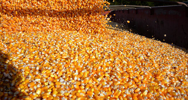 Em 2024, MS destinará 3 milhões de toneladas de milho para a produção de etanol