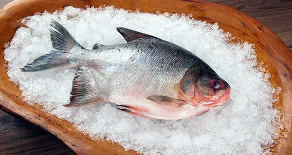 Saiba quais os cuidados ao comprar e preparar um bom pescado