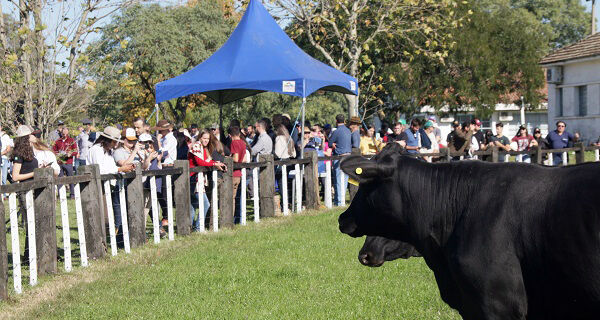 Dia de Campo sobre sustentabilidade na pecuária recebe mais de 500 pessoas em Bagé