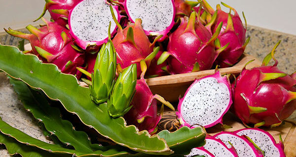 Cientistas desenvolvem cultivares de pitaya geneticamente superiores