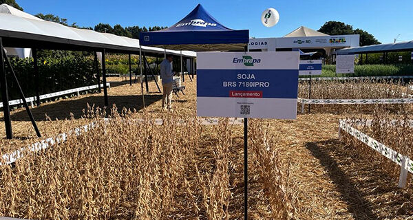 Embrapa lança nova cultivar de soja resistente aos nematoides-das-galhas