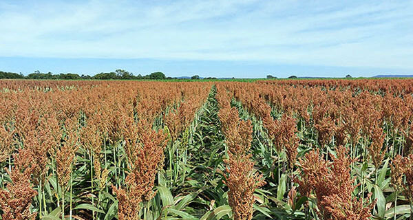 Novas cultivares de sorgo e de milho com elevado potencial produtivo chegam ao mercado