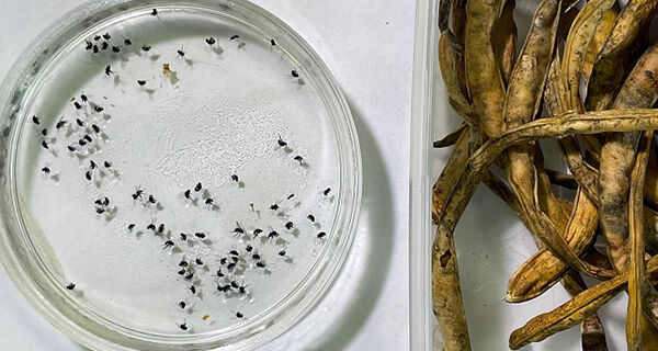 Pesquisa trabalha para identificar praga em plantações de feijão-caupi