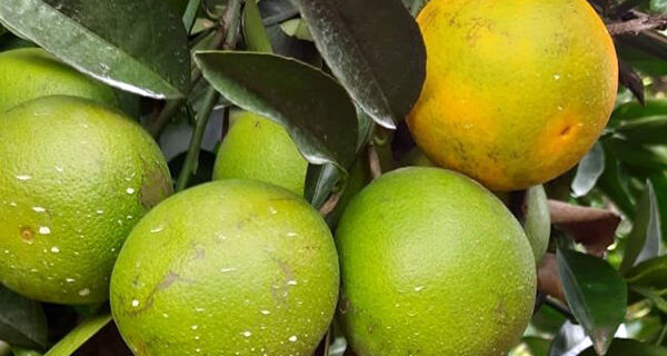 Com clima e solo favoráveis, MS prepara plano para ampliar a fruticultura comercial
