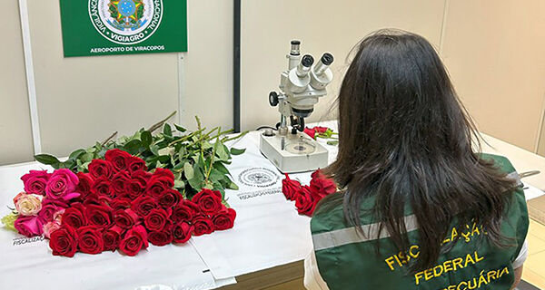 Vigiagro fiscaliza 50 toneladas de rosas para o Dia dos Namorados