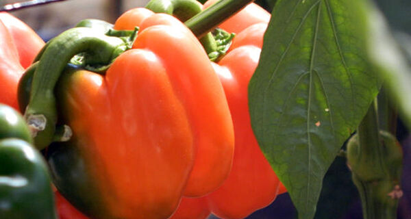 Nova fase da nanoemulsão de cera de carnaúba foca em mercado de pimentão e tomate