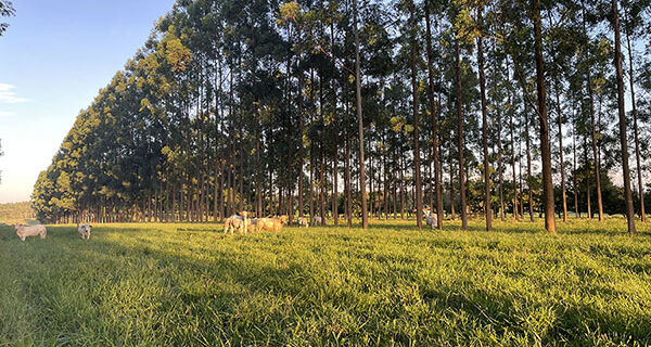 Presença de árvores melhora qualidade da pastagem para o gado