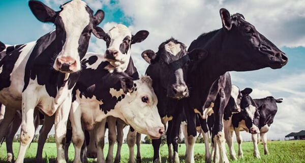 Zootecnista ensina como identificar mastite e proteger a saúde do gado de leite