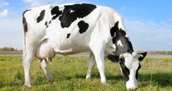 Eficácia no tratamento da mastite bovina pode 'salvar' a lucratividade do produtor de leite