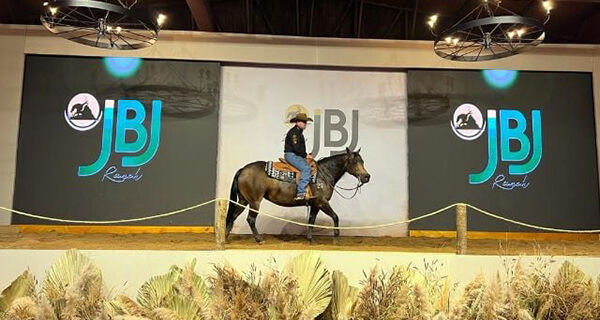 Leilão JBJ Ranch fatura mais de R$ 17 milhões e entra para a história da raça quarto de milha