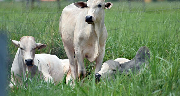Mato Grosso do Sul tem o 5&ordm; maior rebanho bovino confinado do Brasil