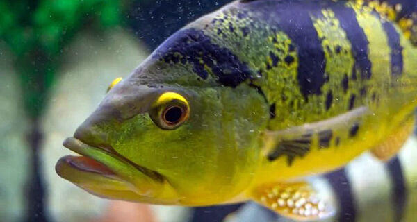 Governo do Estado de São Paulo veta projeto de lei que proíbe pesca do tucunaré