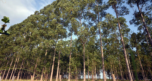 Área de floresta plantada em Mato Grosso do Sul deve crescer 42,8%