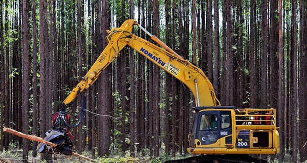 Reforma Tributária não deve atrapalhar investimento bilionário da Arauco em MS
