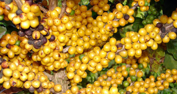 Cultivar MGS Paraíso 2 é destaque em diferentes sistemas de produção