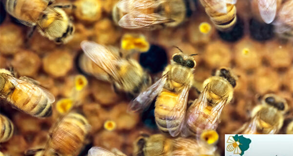 Observatório Brasileiro de Abelhas é lançado em evento online