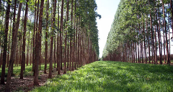 Governo aprova Programa Estadual de Sanidade Florestal para desenvolver o setor em MS