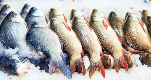 Projeto do Instituto de Pesca busca aumentar consumo de pescado em SP